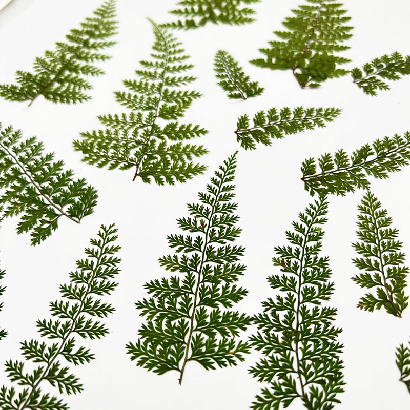 100Pcs Natural Rain Fern Leaf  - огляд і ціна Resin Craft Ideas