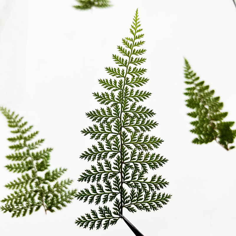 100Pcs Natural Rain Fern Leaf  - огляд і ціна Resin Craft Ideas